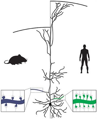 Genetic Mechanisms Underlying the Evolution of Connectivity in the Human Cortex